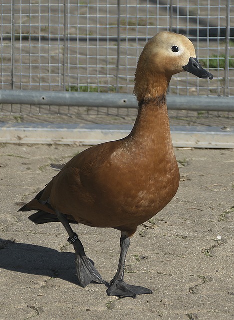 在此