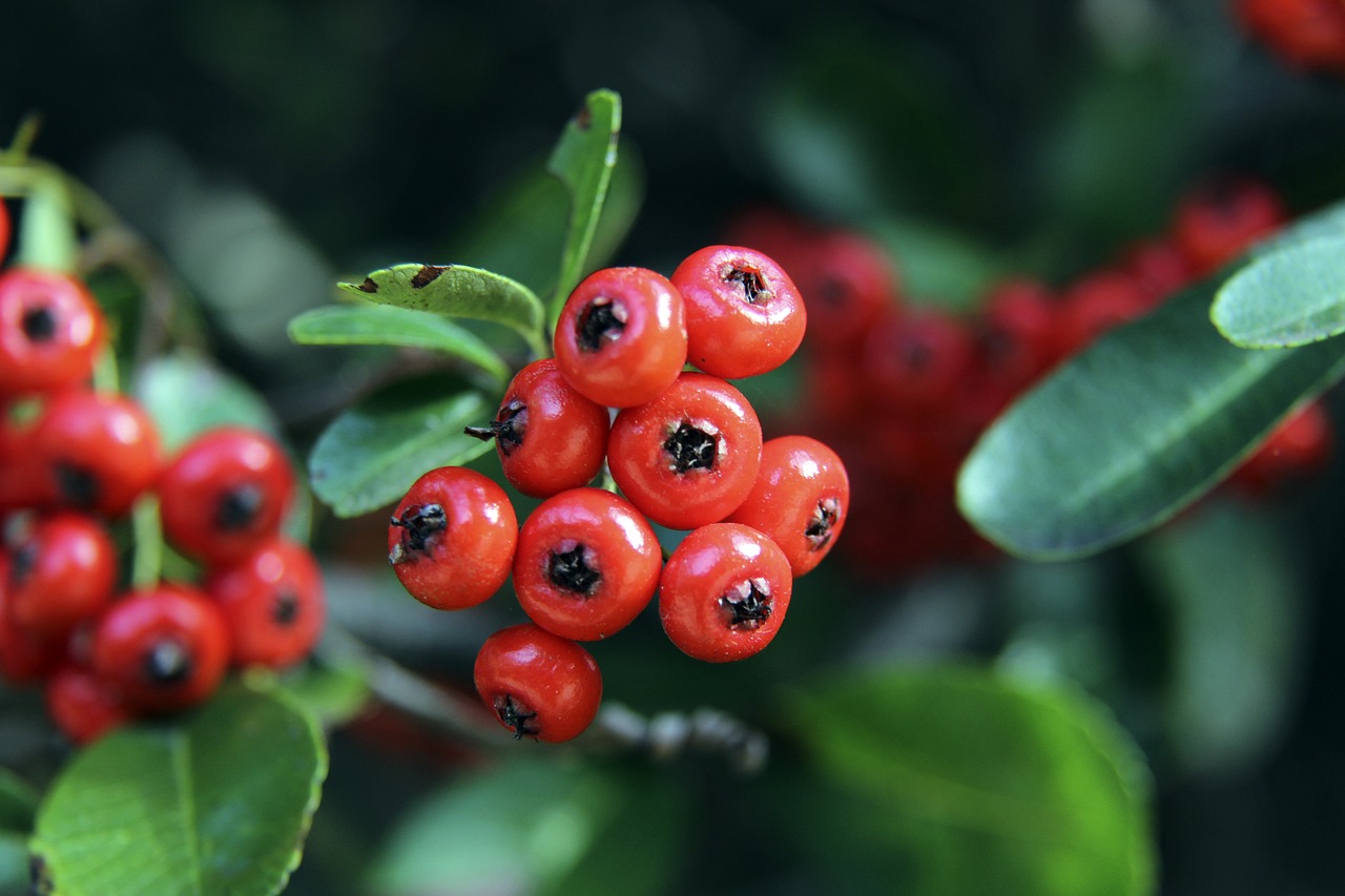 集體區域防 集體區域防